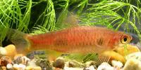 Clown rasbora (Rasbora kalochroma)