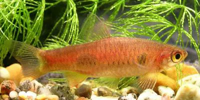 Clown rasbora (Rasbora kalochroma)