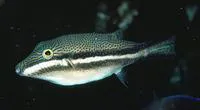 Clown toado (Canthigaster callisterna)