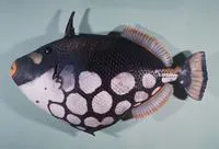 Clown triggerfish (Balistoides conspicillum)