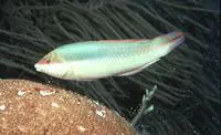 Clown wrasse (Halichoeres maculipinna)