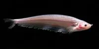Club-barbel sheatfish (Ceratoglanis pachynema)
