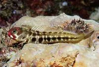Clubhead blenny (Acanthemblemaria balanorum)