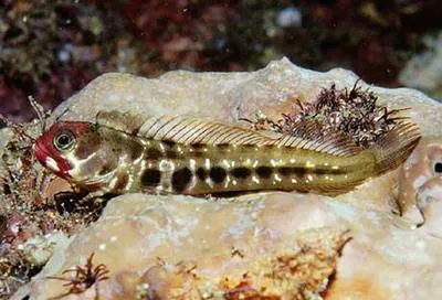 Clubhead blenny (Acanthemblemaria balanorum)
