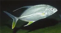 Coachwhip trevally (Carangoides oblongus)