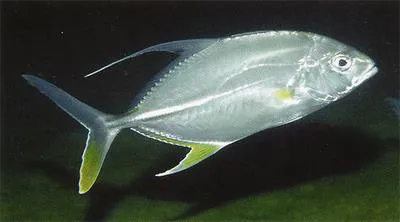 Coachwhip trevally (Carangoides oblongus)