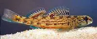 Coastal darter (Etheostoma colorosum)