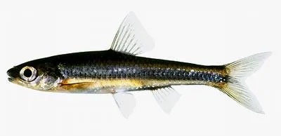 Coastal shiner (Notropis petersoni)