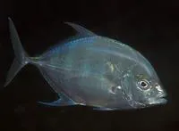 Coastal trevally (Carangoides coeruleopinnatus)