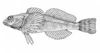 Coastrange sculpin (Cottus aleuticus)