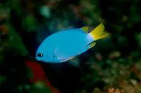 Cobalt chromis (Chromis flavicauda)