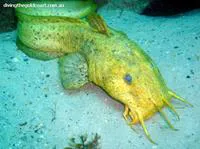 Cobbler (Cnidoglanis macrocephalus)