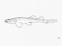 Cobbler wobbegong (Sutorectus tentaculatus)