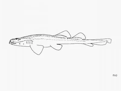 Cobbler wobbegong (Sutorectus tentaculatus)