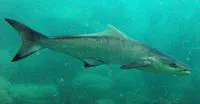 Cobia (Rachycentron canadum)