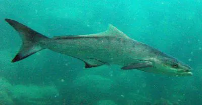 Cobia (Rachycentron canadum)