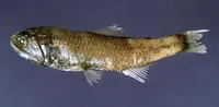 Cocco's lantern fish (Lobianchia gemellarii)
