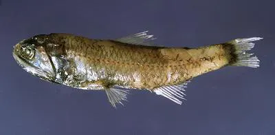 Cocco's lantern fish (Lobianchia gemellarii)