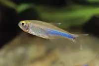 Cochu's blue tetra (Boehlkea fredcochui)