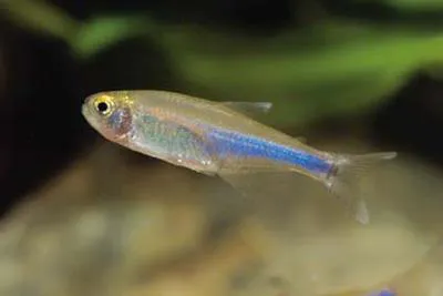 Cochu's blue tetra (Boehlkea fredcochui)