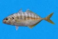 Cocinero (Caranx vinctus)