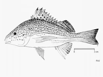 Cock grunter (Pomadasys multimaculatus)