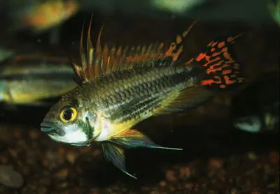 Cockatoo cichlid (Apistogramma cacatuoides)