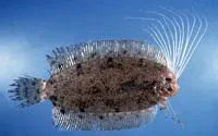 Cockatoo righteye flounder (Samaris cristatus)