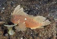 Cockatoo waspfish (Ablabys taenianotus)