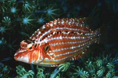 Cockerel wrasse (Pteragogus enneacanthus)