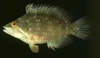 Cocktail wrasse (Pteragogus flagellifer)