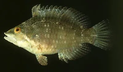 Cocktail wrasse (Pteragogus flagellifer)