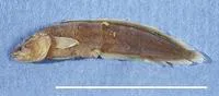 Coco coralbrotula (Ogilbia cocoensis)
