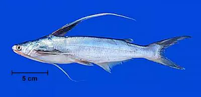 Coco sea catfish (Bagre bagre)