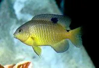 Cocoa damselfish (Stegastes variabilis)