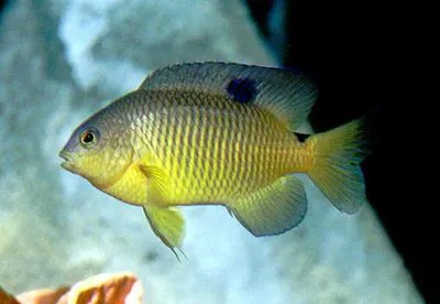 Cocoa damselfish (Stegastes variabilis)