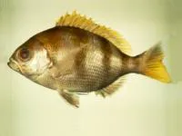 Cocoa snapper (Paracaesio stonei)