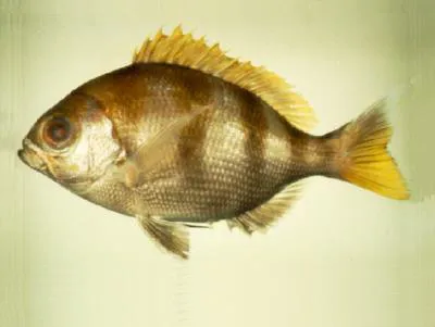 Cocoa snapper (Paracaesio stonei)
