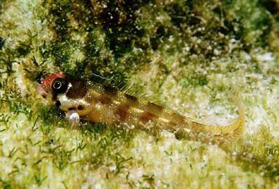 Cocos barnacle blenny (Acanthemblemaria atrata)