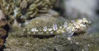 Cocos frill-goby (Bathygobius cocosensis)