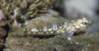 Cocos frill-goby (Bathygobius cocosensis)