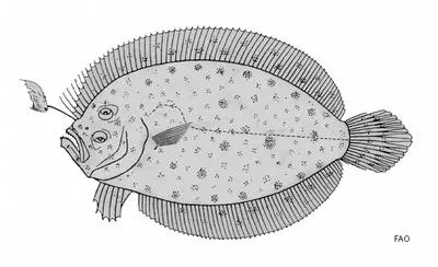 Cocos Island flounder (Asterorhombus cocosensis)