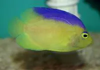 Cocos-Keeling angelfish (Centropyge colini)