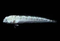 Cocos stargazer (Gillellus chathamensis)
