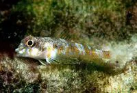 Cocos triplefin (Axoclinus cocoensis)