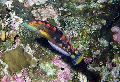 Cocos wrasse (Halichoeres discolor)