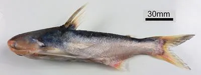 Cocosoda catfish (Pseudauchenipterus nodosus)