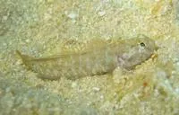 Code goby (Gobiosoma robustum)