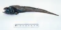 Codheaded rattail (Bathygadus cottoides)
