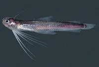 Codlet (Bregmaceros bathymaster)